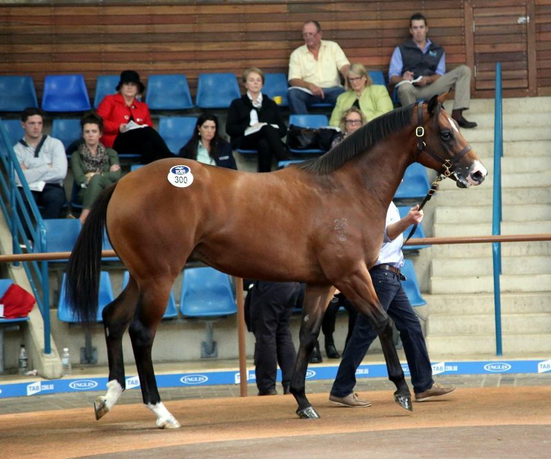 Inglis Easter Yearling Sale 2024 Live Eleen Arabella