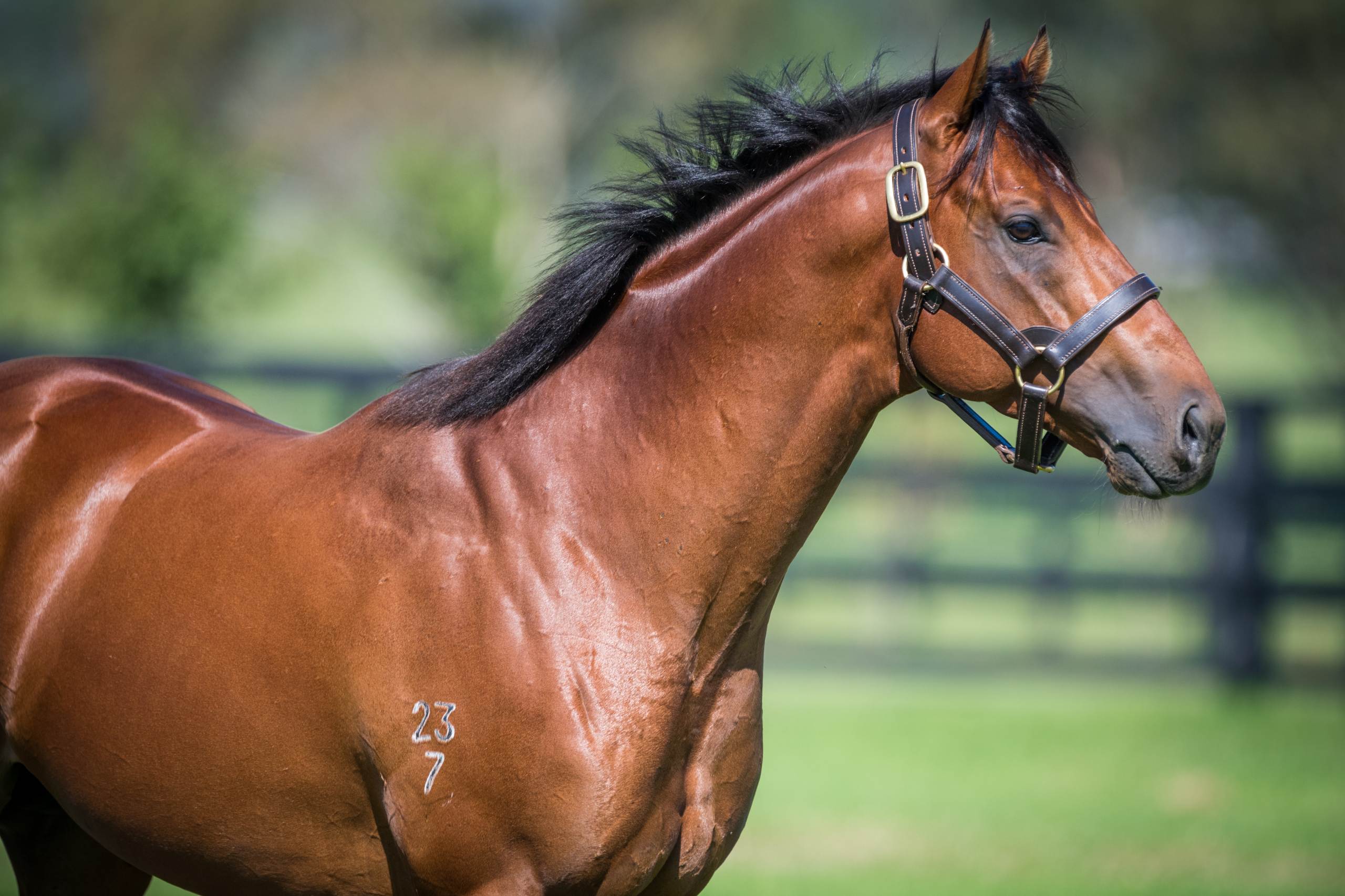 Farnan Kia Ora Stallions