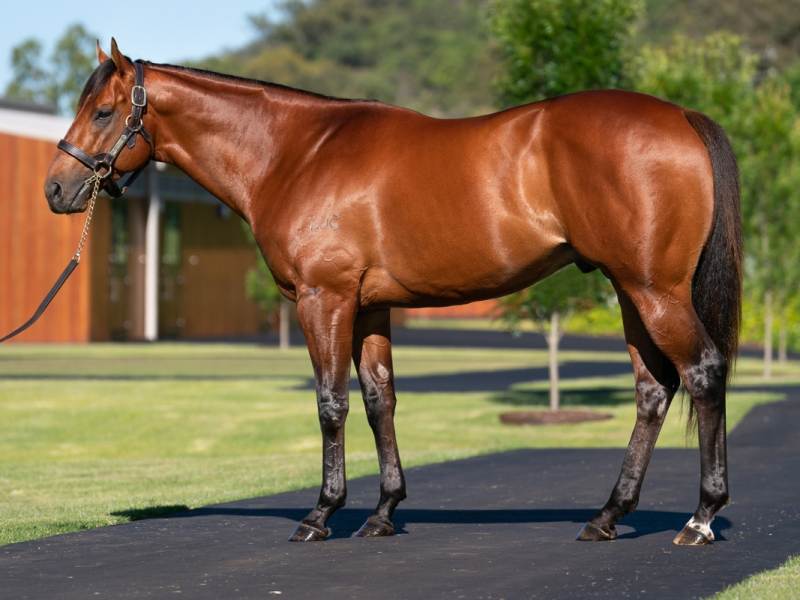 Farnan Kia Ora Stallions